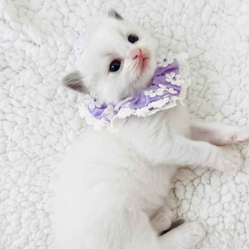 販売中の福島県のラグドール-130960の4枚目