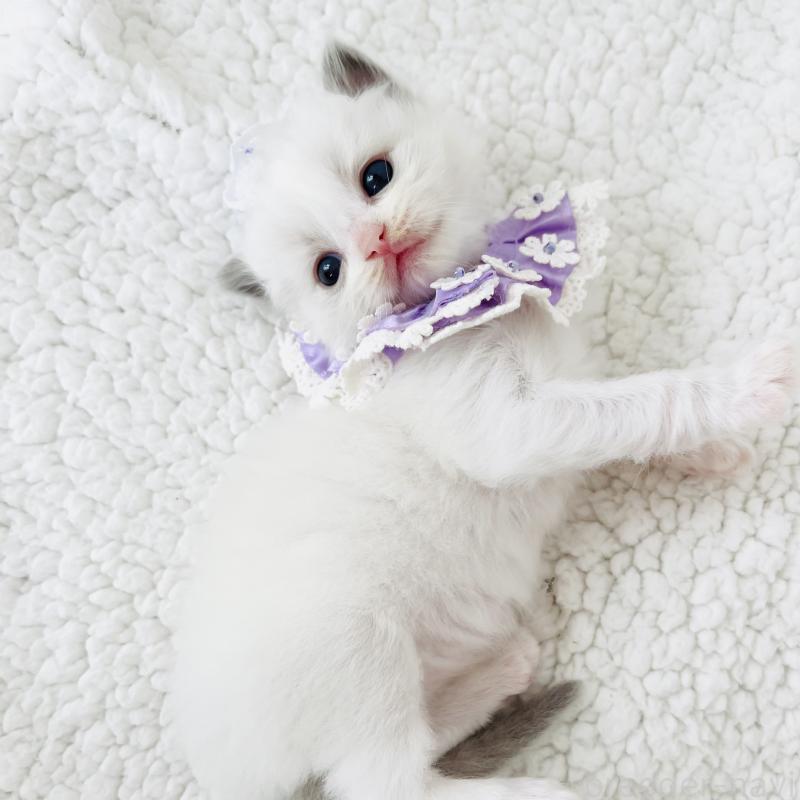 販売中の福島県のラグドール-130960の3枚目