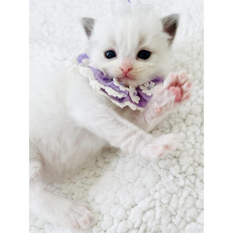 販売中の福島県のラグドール-130960の2枚目