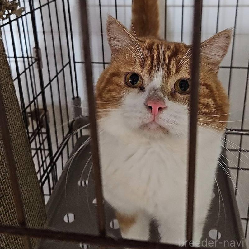 販売中の兵庫県のマンチカン-33099の1枚目