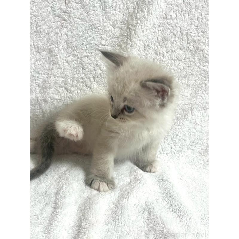 販売中の東京都のサイベリアン-130971の4枚目