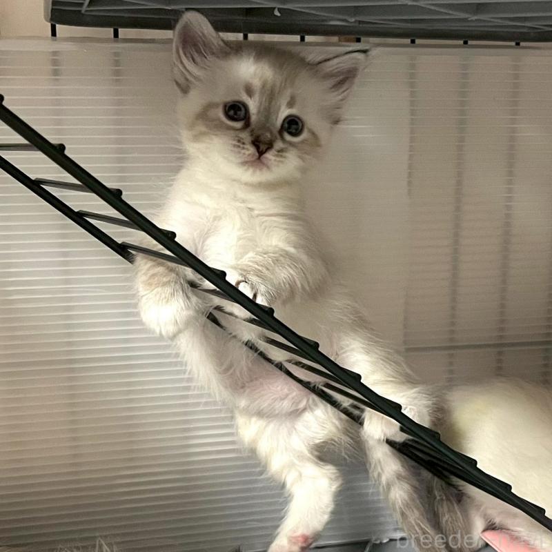 販売中の東京都のサイベリアン-130971の2枚目