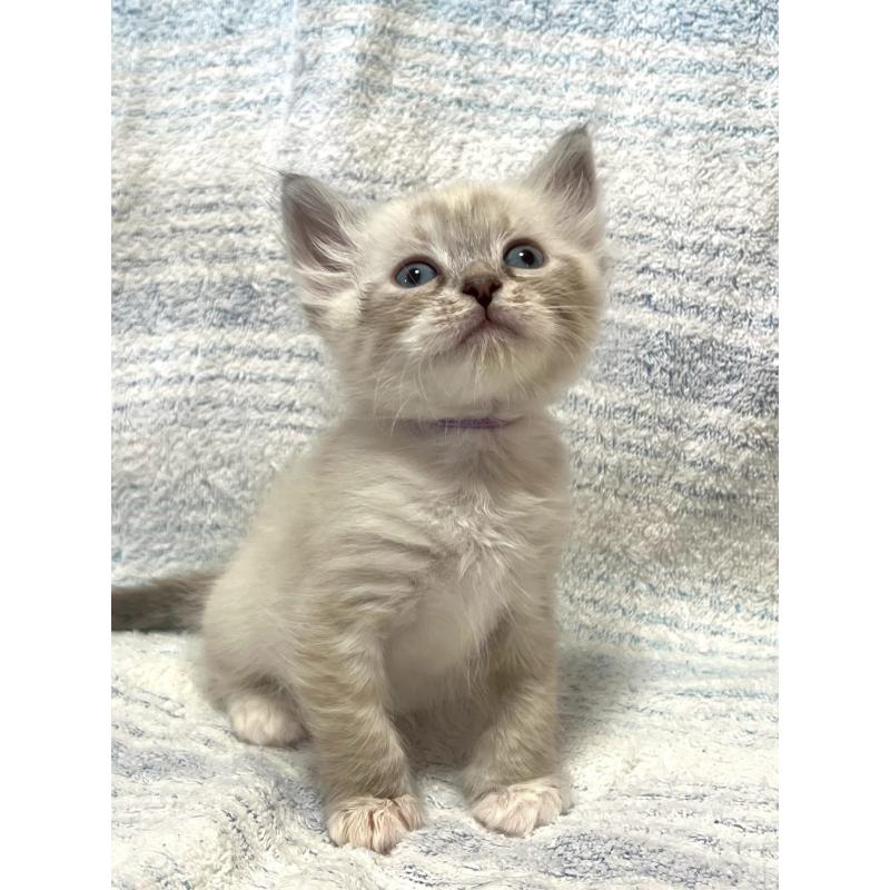 販売中の東京都のサイベリアン-130972の3枚目