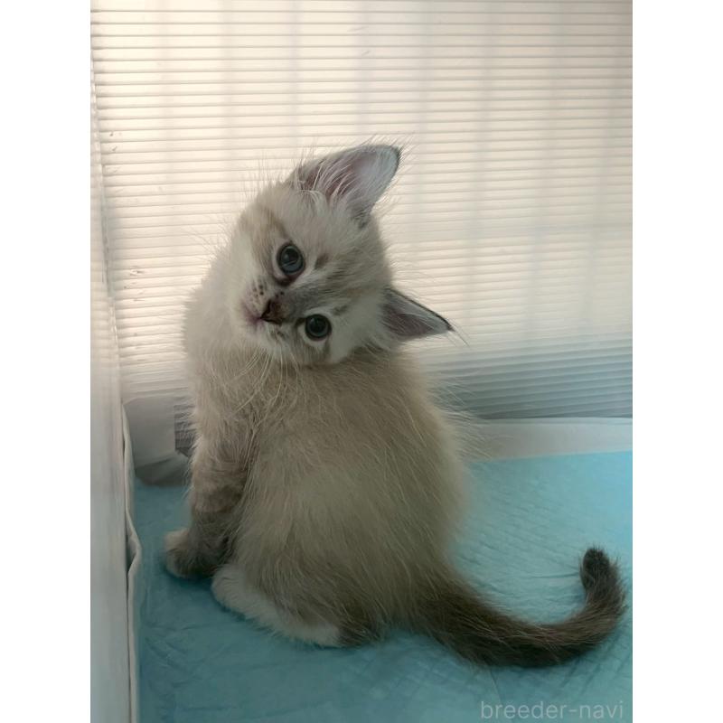 販売中の東京都のサイベリアン-130972の2枚目