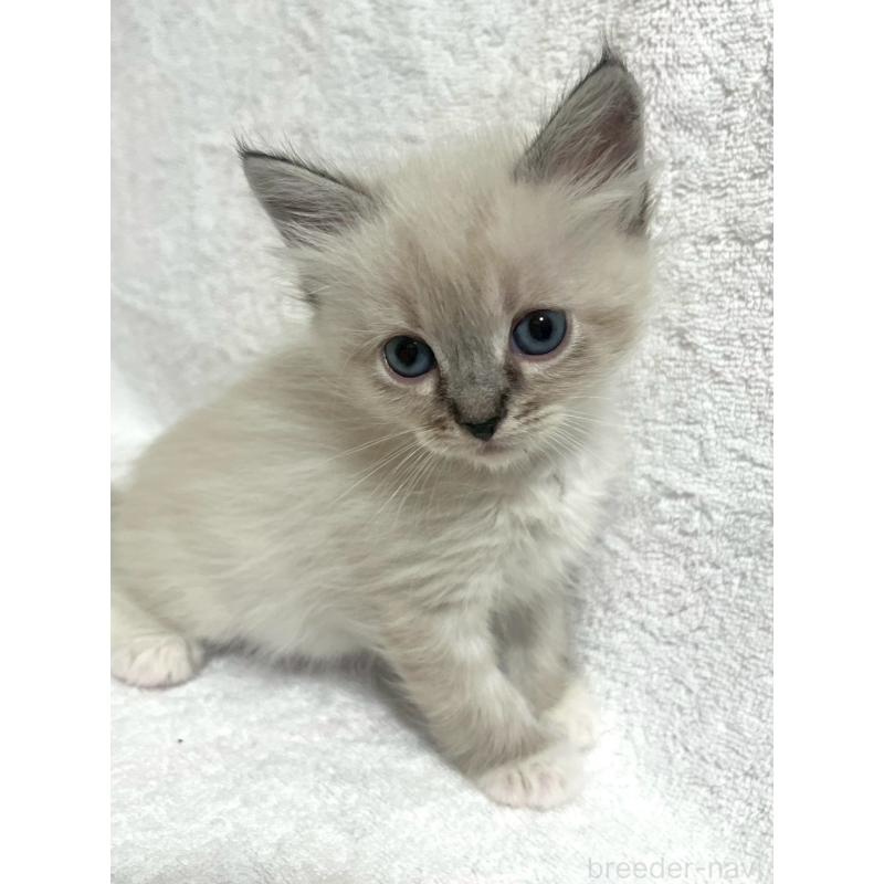 販売中の東京都のサイベリアン-130973の4枚目