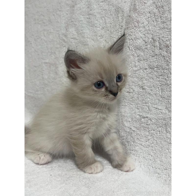 販売中の東京都のサイベリアン-130973の3枚目