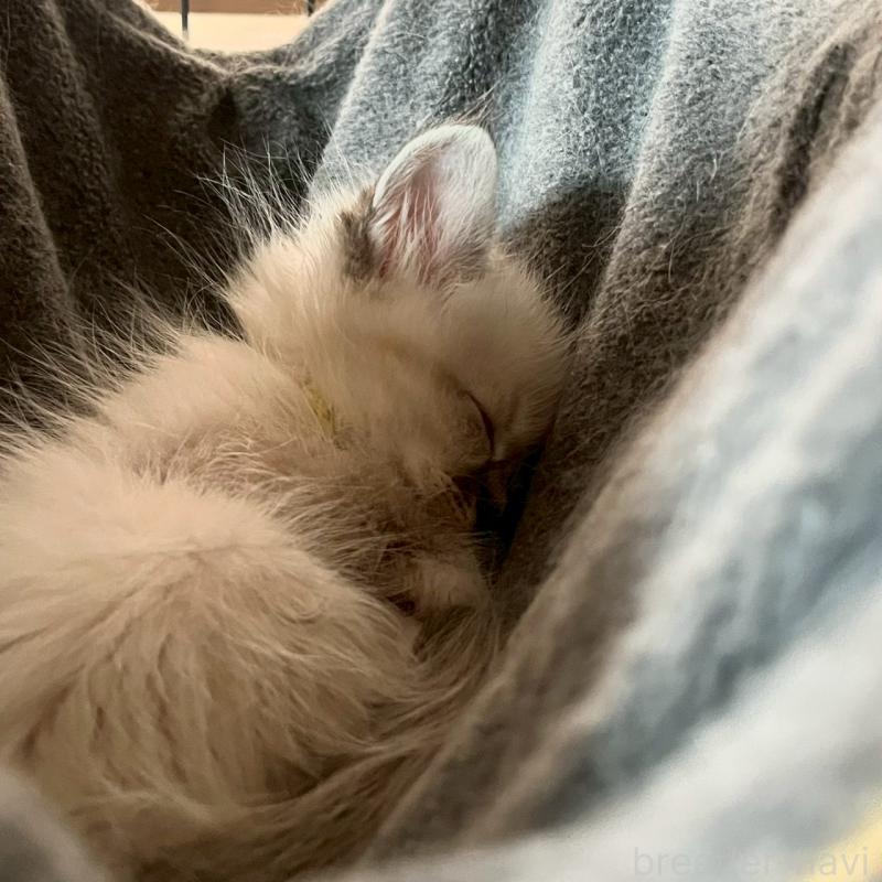 販売中の東京都のサイベリアン-130973の2枚目