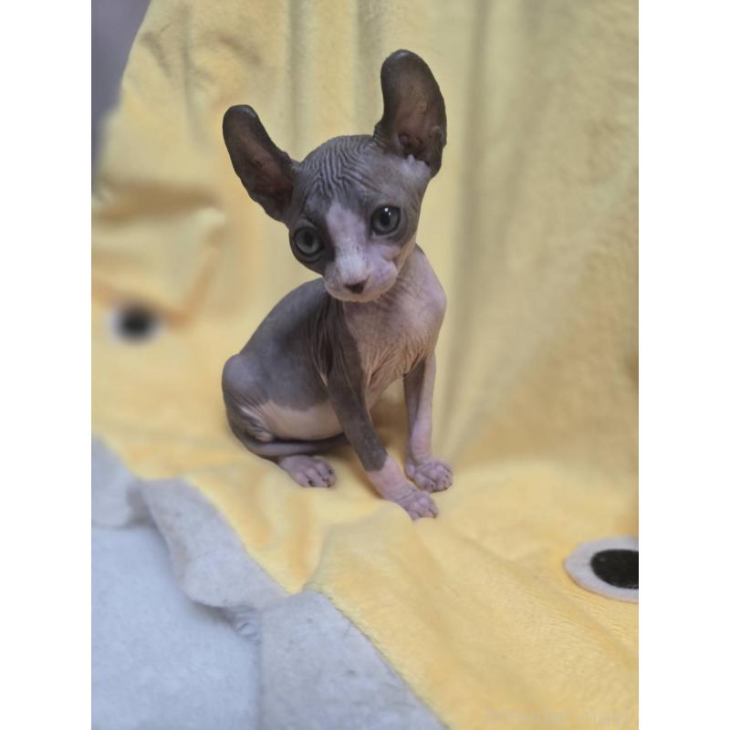 販売中の滋賀県のエルフキャット-130974の4枚目