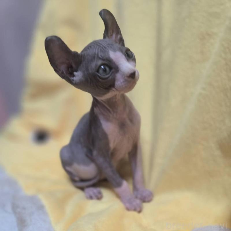 販売中ののエルフキャット-130974