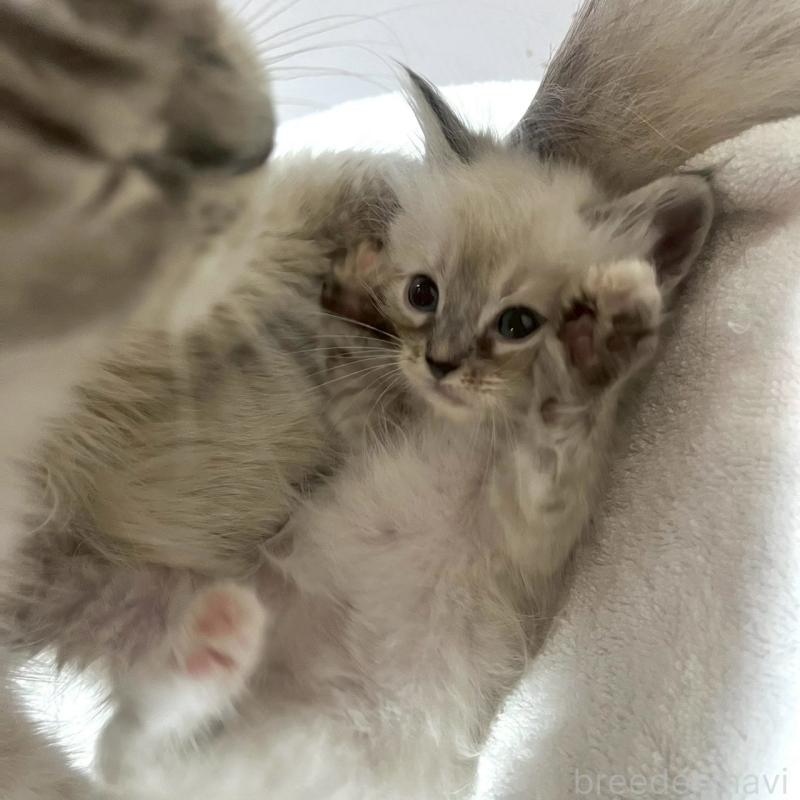 販売中の東京都のサイベリアン-130975の4枚目