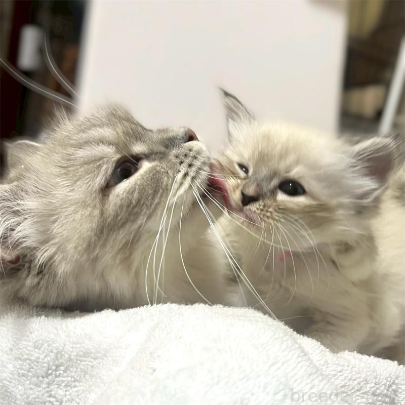 販売中の東京都のサイベリアン-130975の3枚目