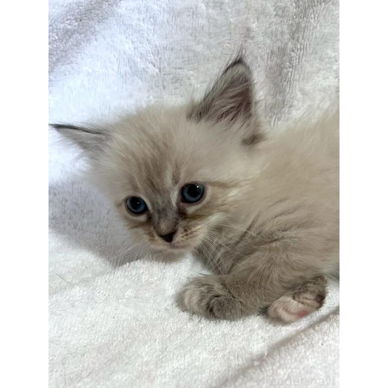 販売中の東京都のサイベリアン-130975の2枚目