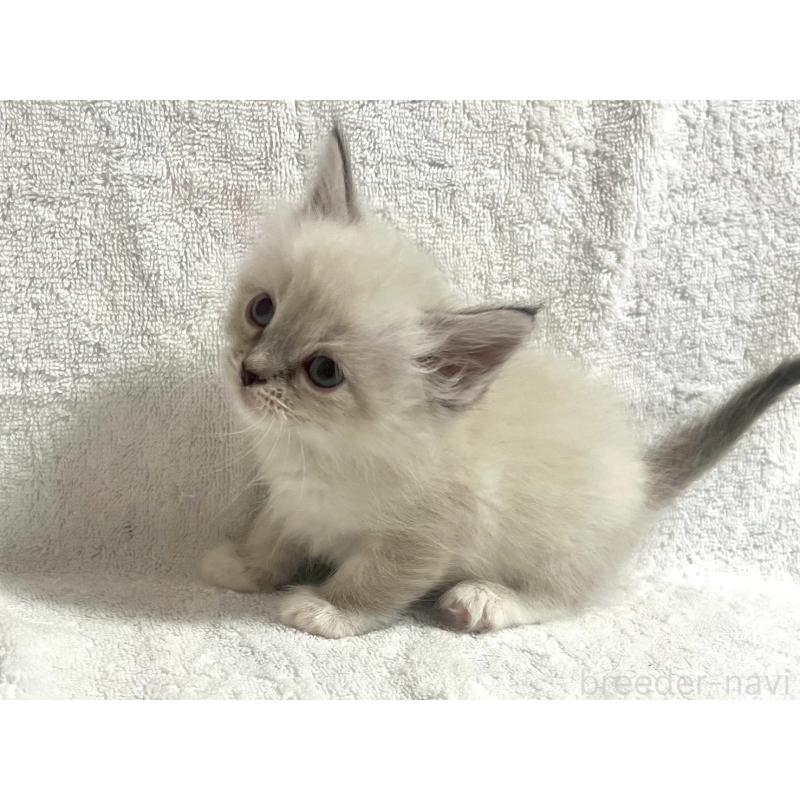 販売中の東京都のサイベリアン-130977の5枚目