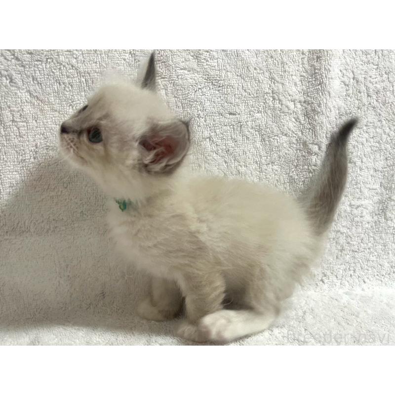 販売中の東京都のサイベリアン-130977の4枚目