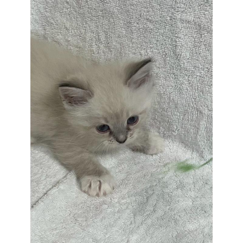 販売中の東京都のサイベリアン-130977の3枚目