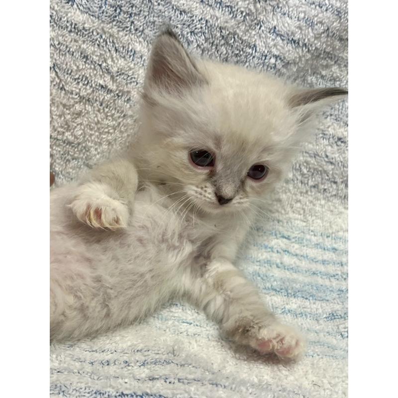 販売中の東京都のサイベリアン-130977の2枚目