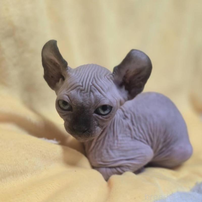 販売中の滋賀県のエルフキャット-130976