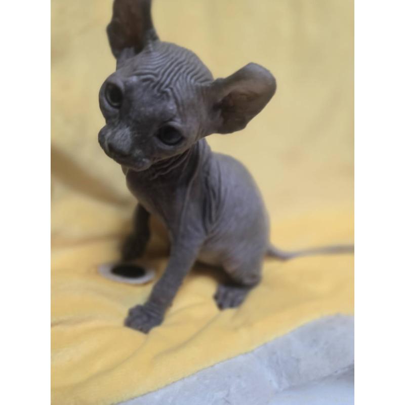 販売中の滋賀県のエルフキャット-130978の3枚目