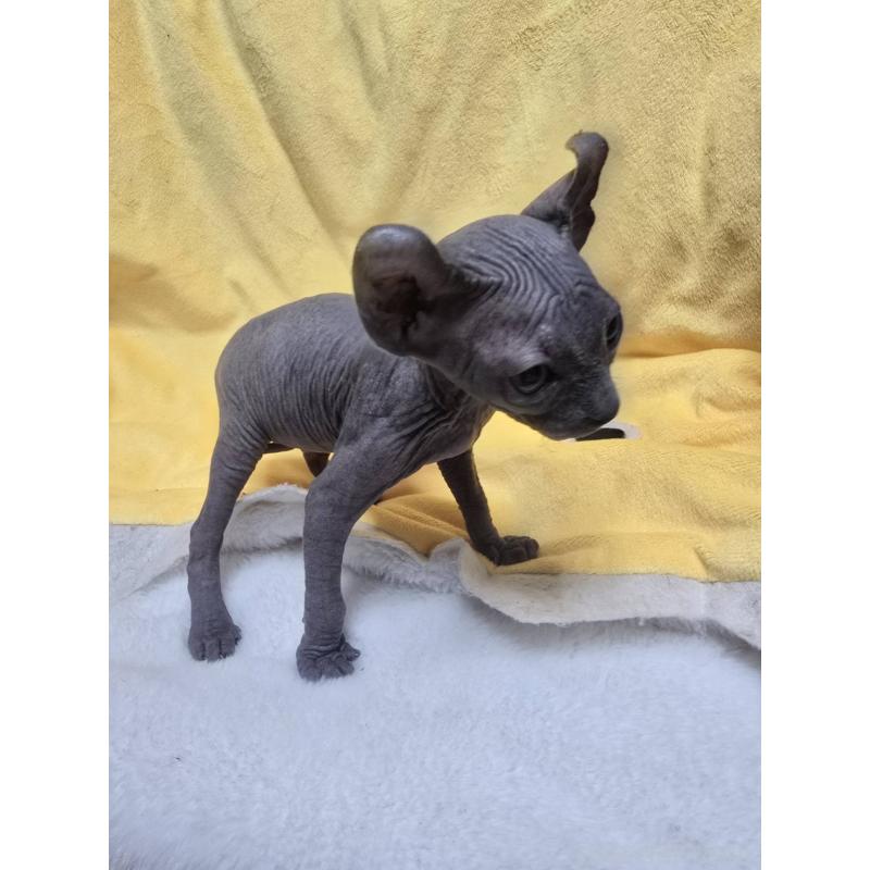 販売中の滋賀県のエルフキャット-130978の2枚目