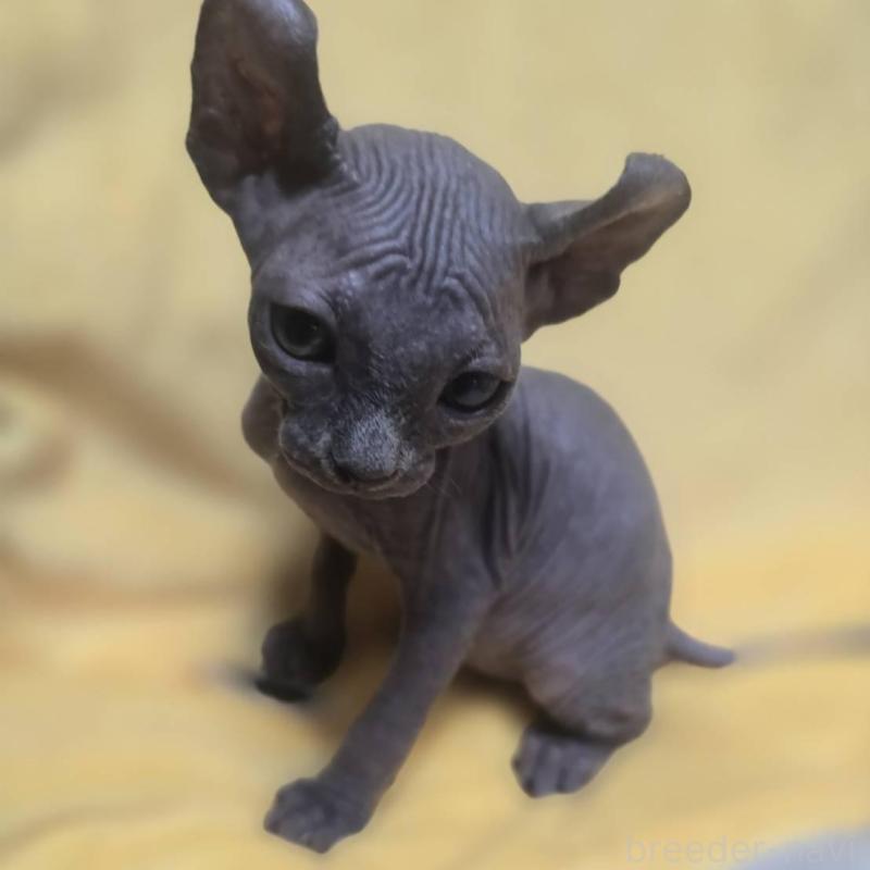 販売中の滋賀県のエルフキャット-130978