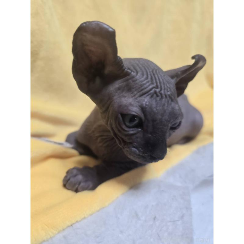 販売中の滋賀県のエルフキャット-130979の3枚目