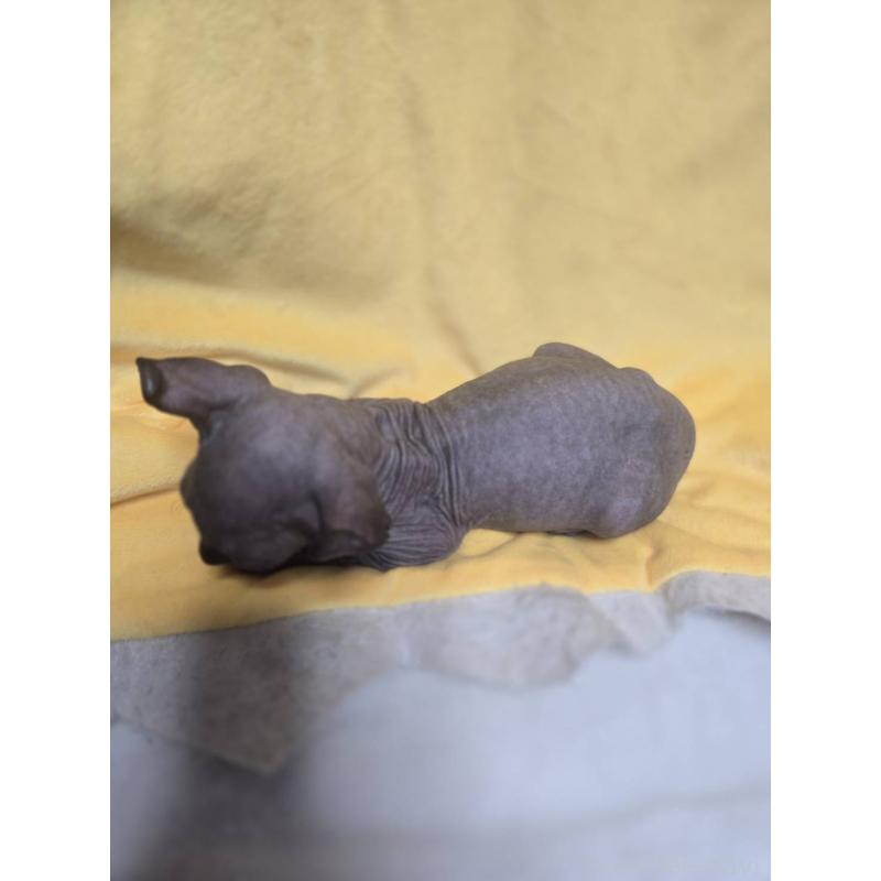 販売中の滋賀県のエルフキャット-130979の4枚目