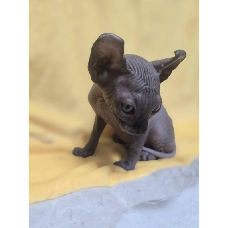 販売中の滋賀県のエルフキャット-130979の2枚目