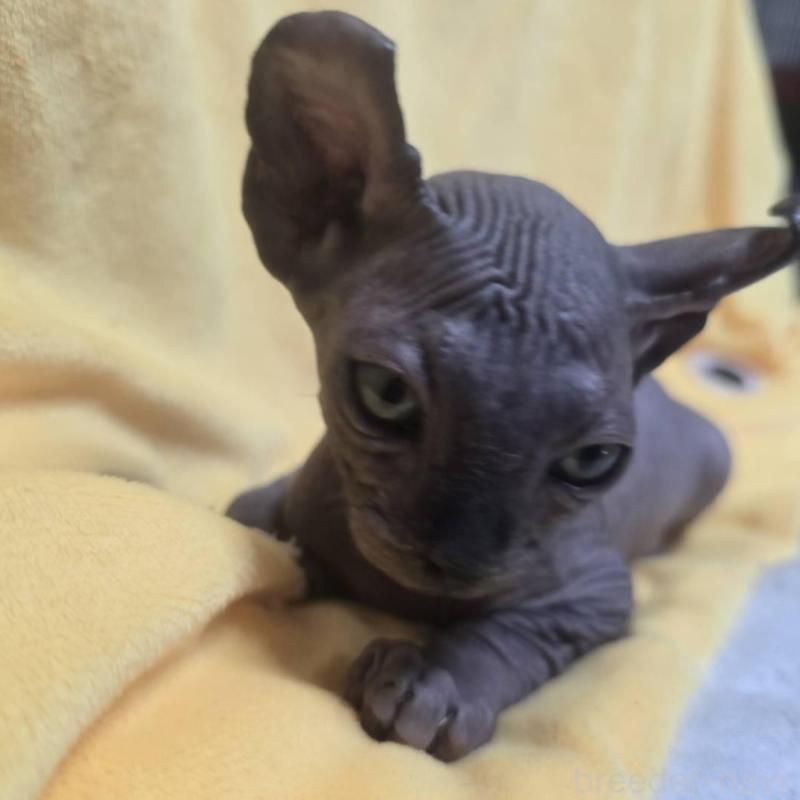 販売中の滋賀県のエルフキャット-130979の1枚目