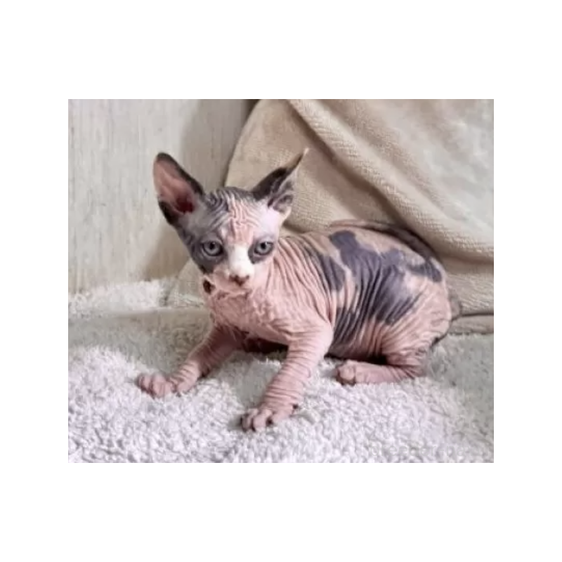 販売中の東京都のスフィンクス-130980の2枚目