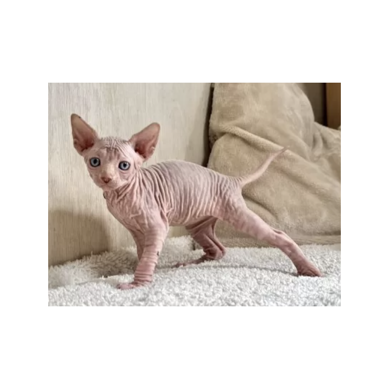 販売中の東京都のスフィンクス-130981の2枚目