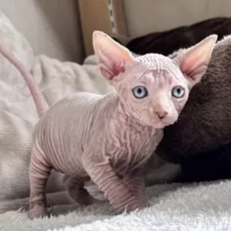 販売中の東京都のスフィンクス-130981