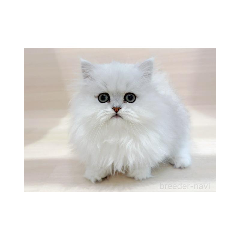 販売中の東京都のペルシャ-130983の1枚目