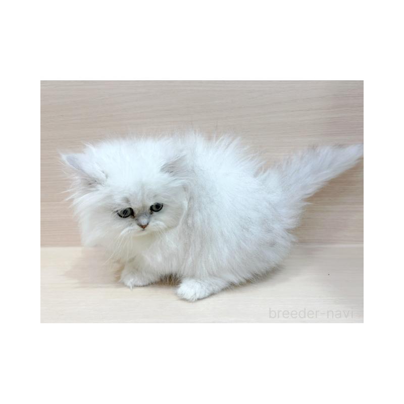 販売中の東京都のペルシャ-130983の5枚目