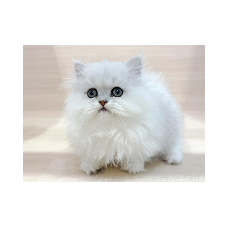 販売中の東京都のペルシャ-130983の4枚目