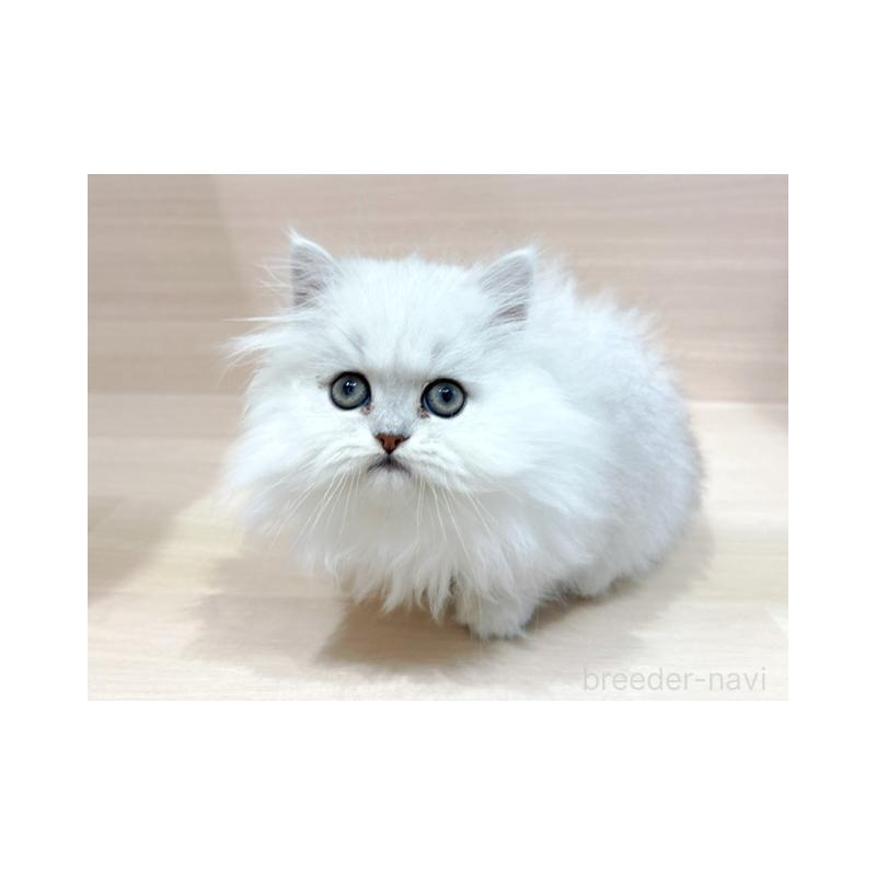 販売中の東京都のペルシャ-130983の3枚目