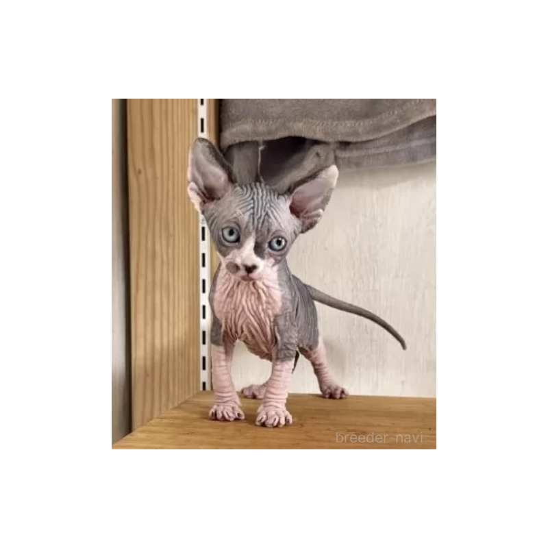 販売中の東京都のスフィンクス-130982の2枚目