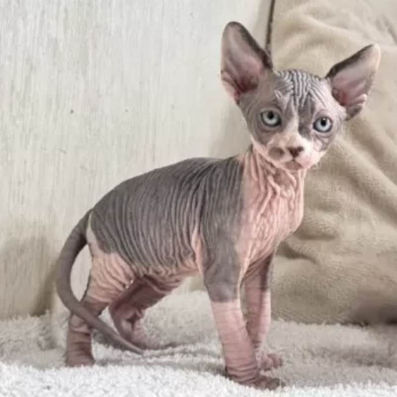 販売中の東京都のスフィンクス-130982の1枚目