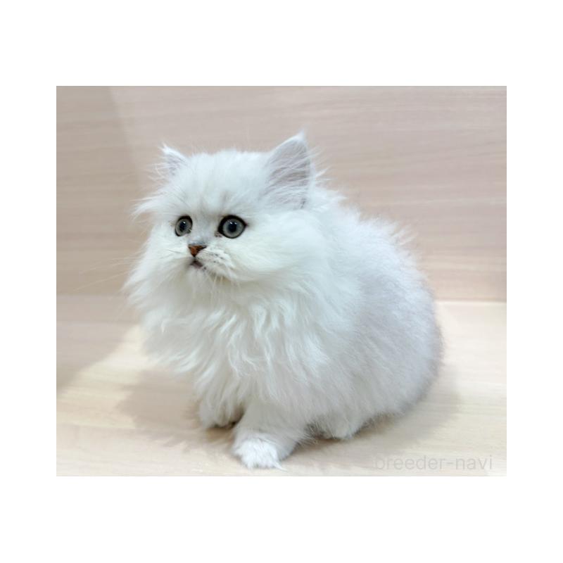 販売中の東京都のペルシャ-130983の2枚目