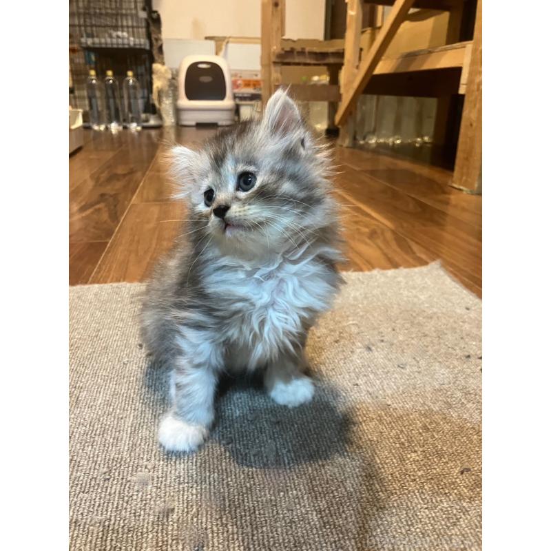 販売中の神奈川県のサイベリアン-130986の6枚目