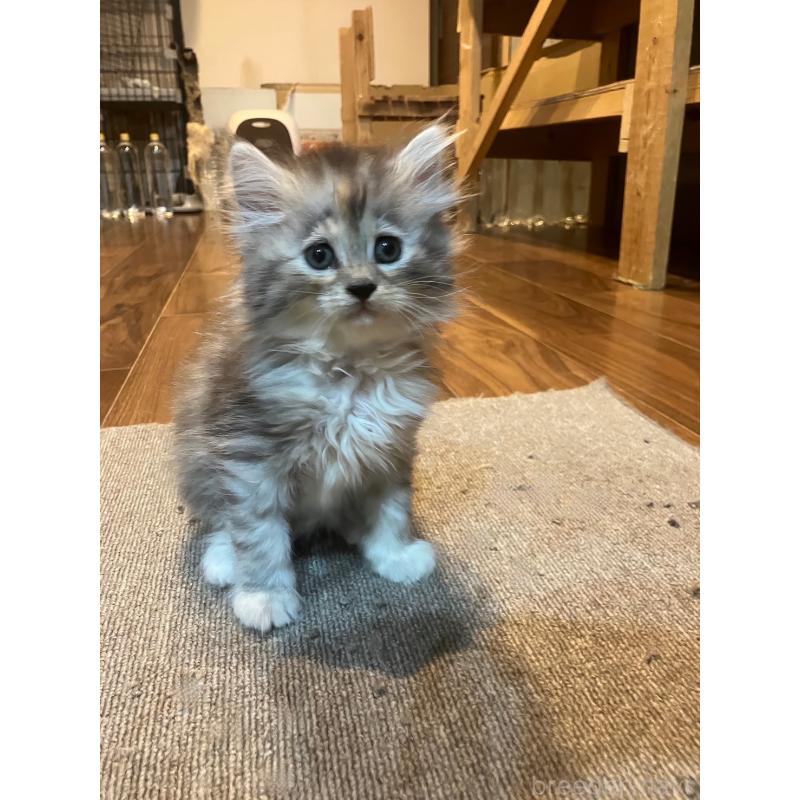 販売中の神奈川県のサイベリアン-130986の5枚目