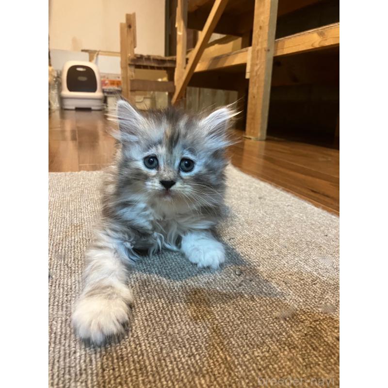 販売中の神奈川県のサイベリアン-130986の3枚目