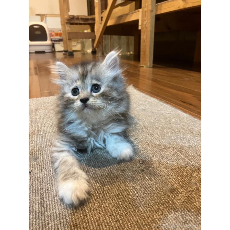 販売中の神奈川県のサイベリアン-130986の2枚目