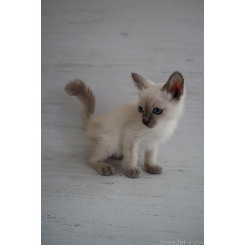 販売中の長野県のトイボブ-127916の5枚目