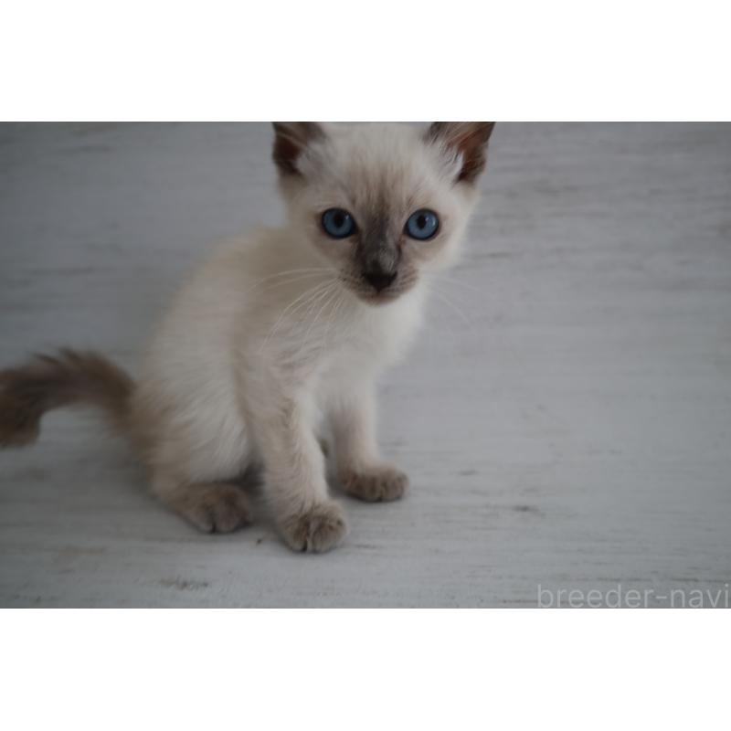 販売中の長野県のトイボブ-127916の4枚目