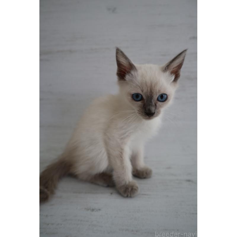 販売中の長野県のトイボブ-127916の3枚目