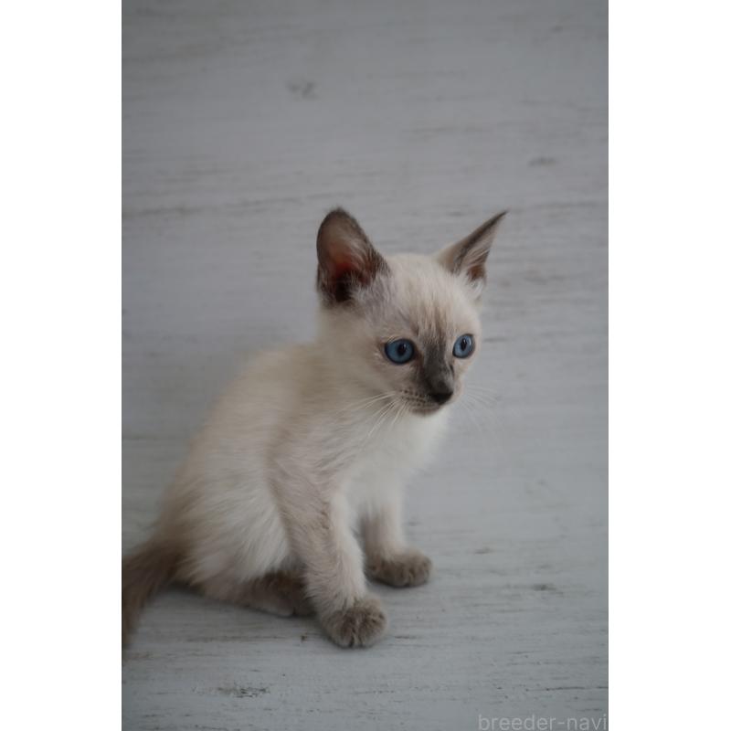 販売中の長野県のトイボブ-127916の2枚目