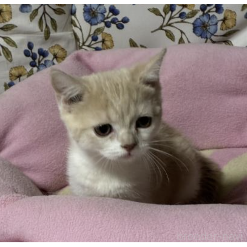 販売中の神奈川県のスコティッシュフォールド-130987の5枚目