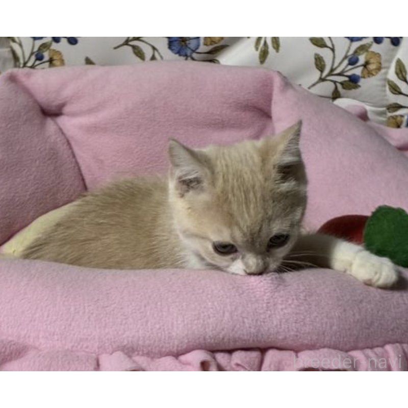 販売中の神奈川県のスコティッシュフォールド-130987の4枚目