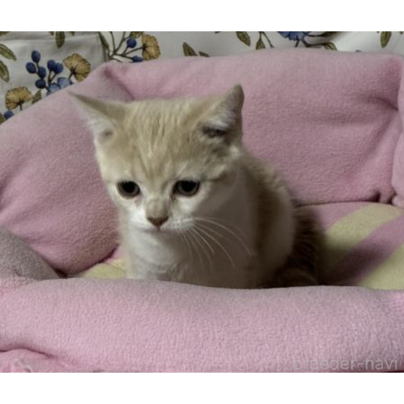 販売中の神奈川県のスコティッシュフォールド-130987の3枚目