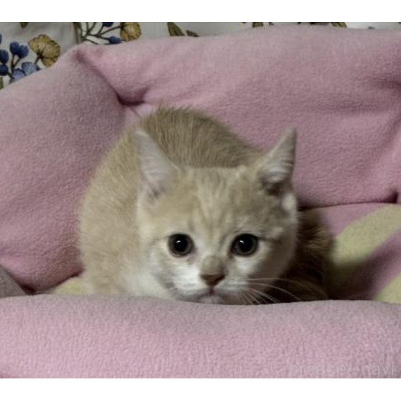 販売中の神奈川県のスコティッシュフォールド-130987の2枚目